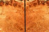 Tall, Arizona Petrified Wood Bookends - Red/Orange #307176-1